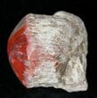 Pennsylvanian Aged Red Agatized Horn Coral - Utah #15247-1